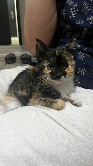 Отдаеться в хорошие руки котенок 2 месяца. Девочка