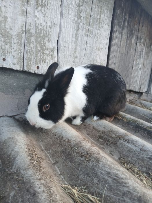 Mascul pitic si cocoș pitic