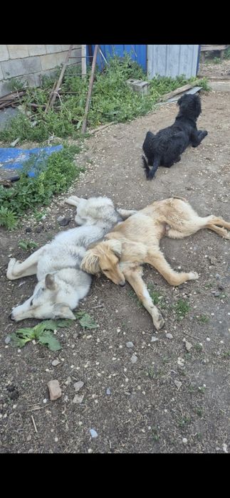 Лайка собака охота