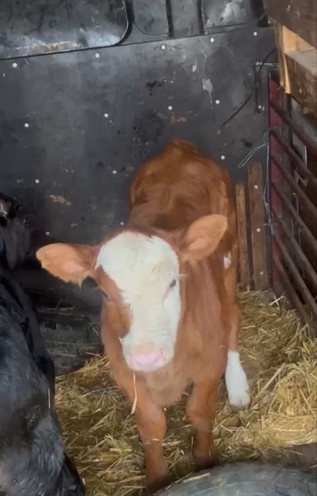 Vand tauras si femele de rasa bune