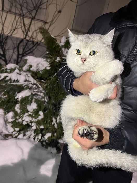 Вязка ! Премиум чистакровная Серебрестая Шиншилла NS11 привазной кошек