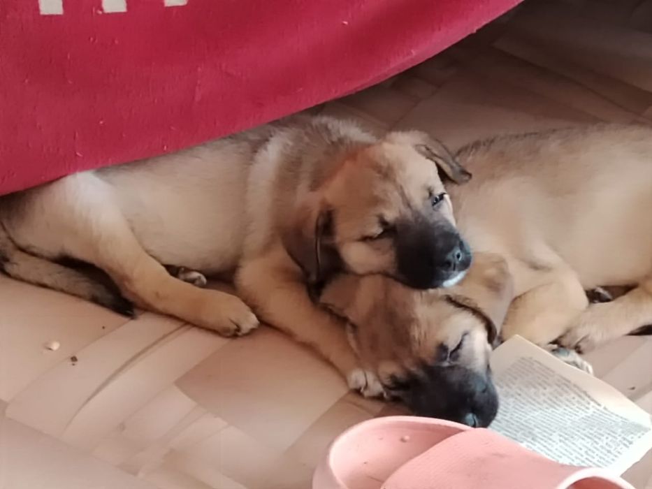 Отдам щенков в любищие руки