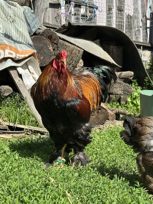 Disponibila pereche brahma potarnichiu
