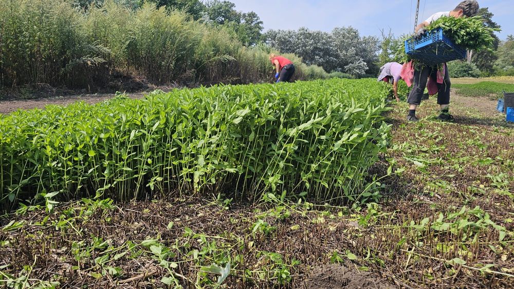 Vindem menta pentru ceai/restaurante sau cafenele verde sau uscata