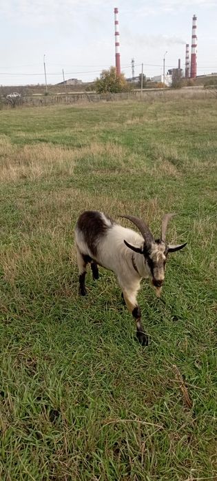 Услуги козла производителя.