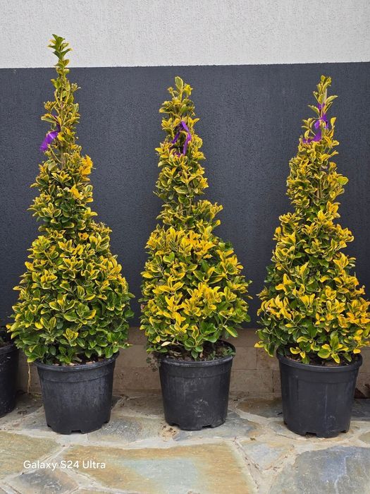 Plante ornamentale