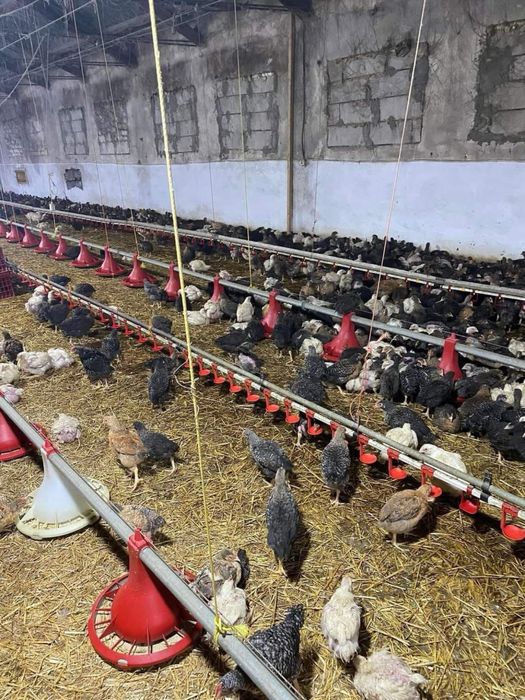 Vand pui de carne si rasa mixta