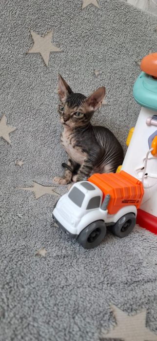 Котятки Донские Сфинксы.