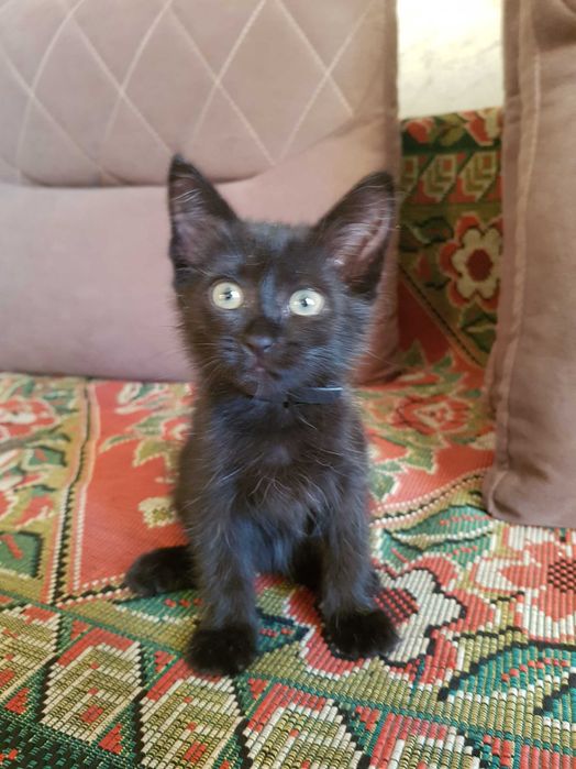 Котенок ишет дом