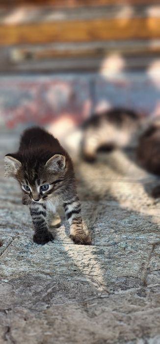 Метисы котята ищут любящих хозяев