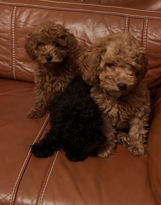 Мини пудели със две ваксини ,на три месеца ,мъжки и женски .