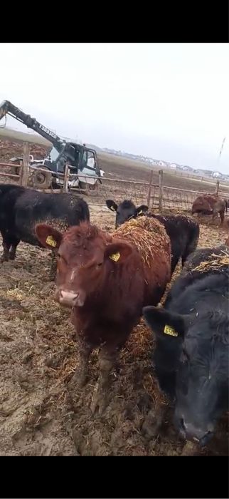 Vand lot 24 de vitele Angus