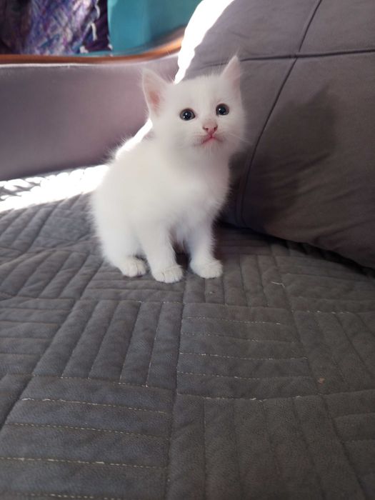 Котенок, белая девочка на подарок детям