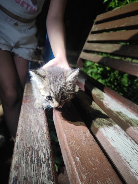 Котёнок в добрые руки