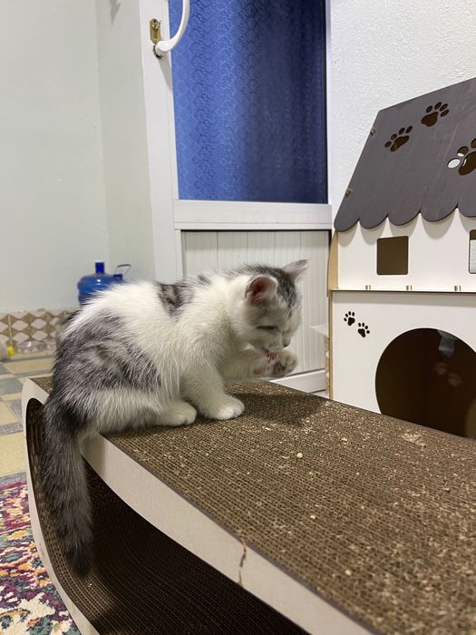 Продается кошечка породы турецкая Ангора