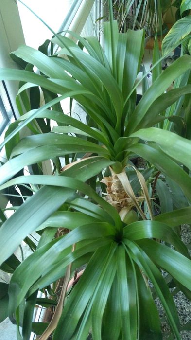 Нолина слонов крак