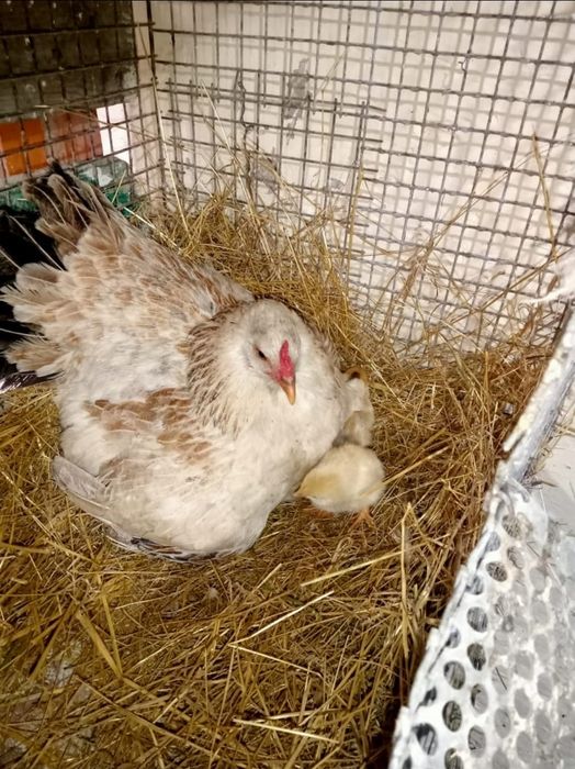 Цыплята с курицей