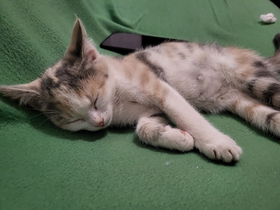 Котёнок ищет новый новый