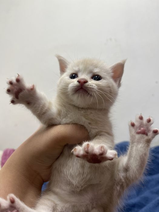 Котята шотландские