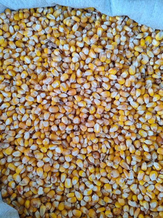 Кукуруза ,драбленнная кукуруза