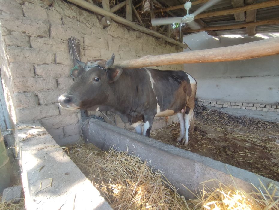 Buqa sotiladi  narxi 29 mln