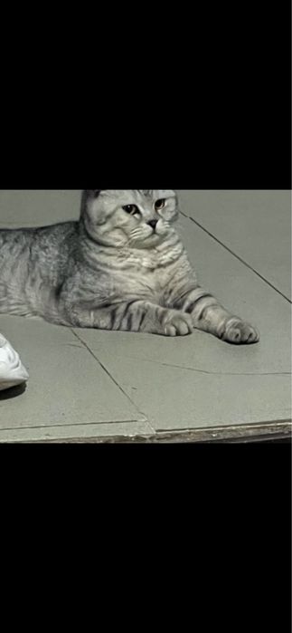 Парода мысық сатылады