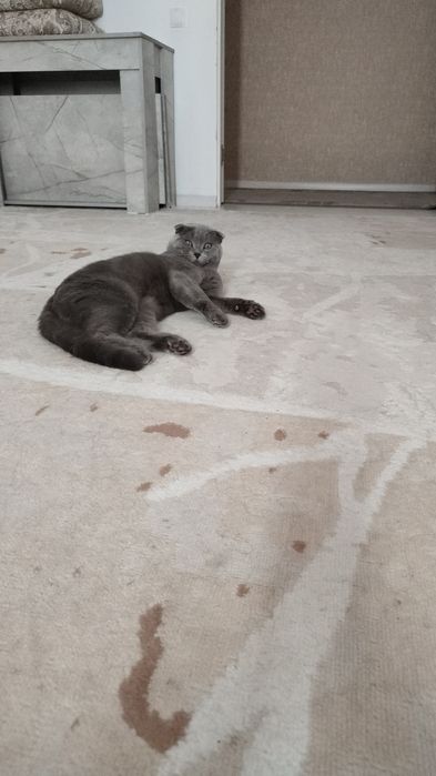 Отдам кота в хорошие руки
