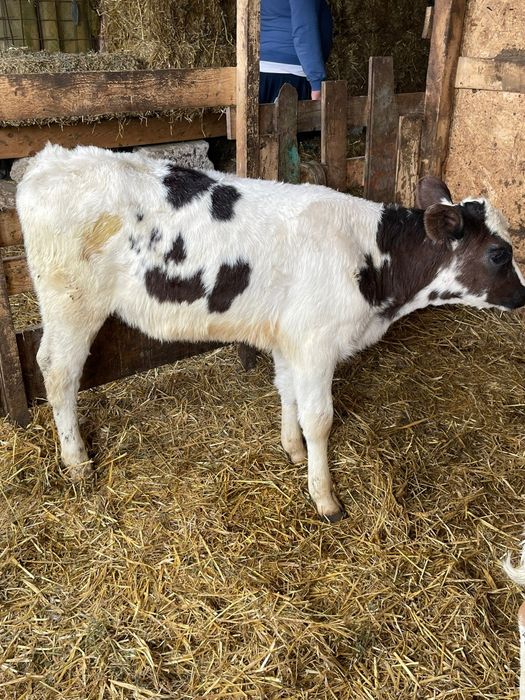 Tăurași și vitele