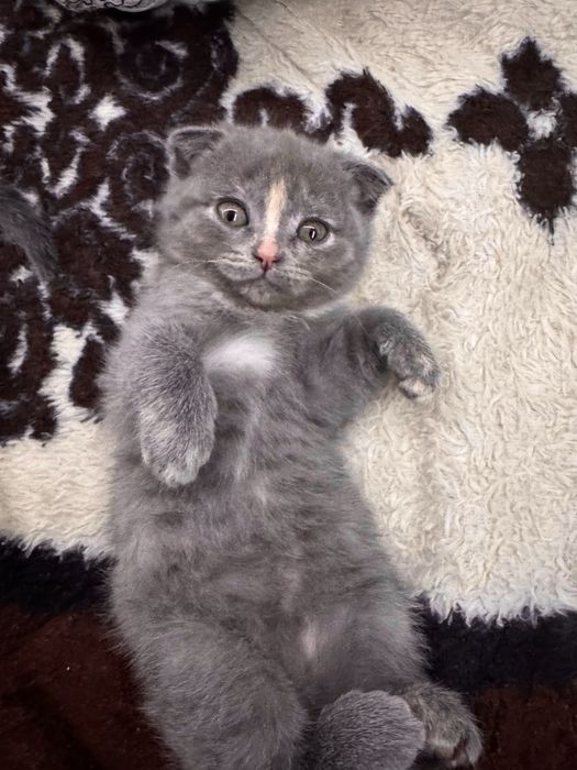 Очаровательная девочка Скоттиш-фолд ищет любящих хозяев!