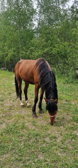 Продам жеребца 4 года