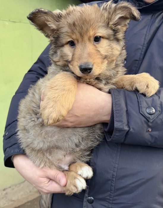 Ухоженные щенки ищут дом