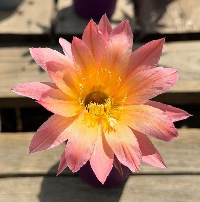 Цъфтящи кактуси вид Echinopsis Hybrid Ombre преливащи се цветове розов оранжев жълт цъфтеж рядък вид растение