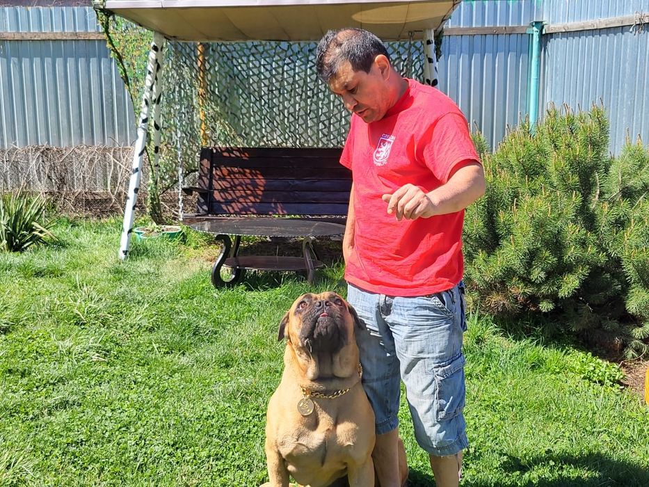 Кане Корсо мальчик на вязку