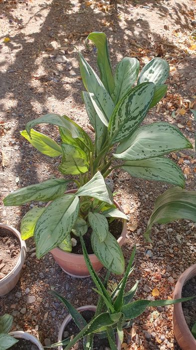 Продам шикарный цветок