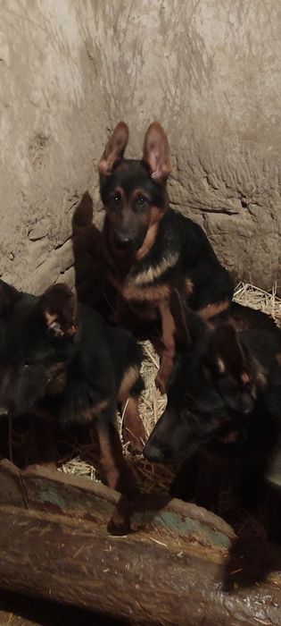 Щенки немецкой овчарки