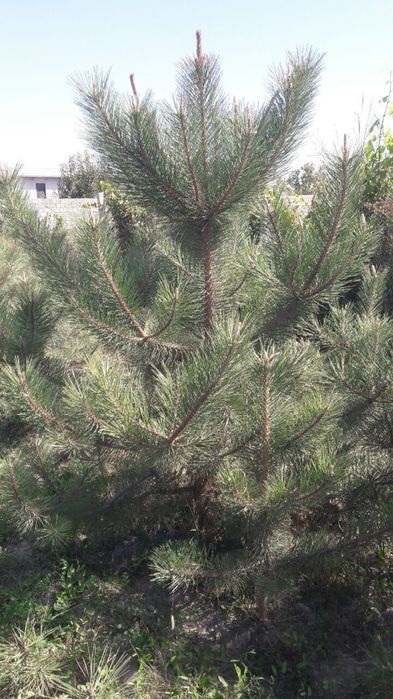 Archalar sotiladi  manzil Samarqand tuman