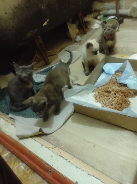 Отдам котят в добрые руки