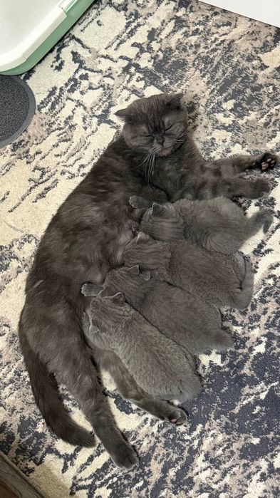 Британские котята