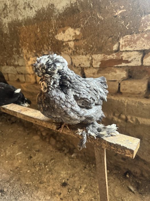 Султанка тауықтар