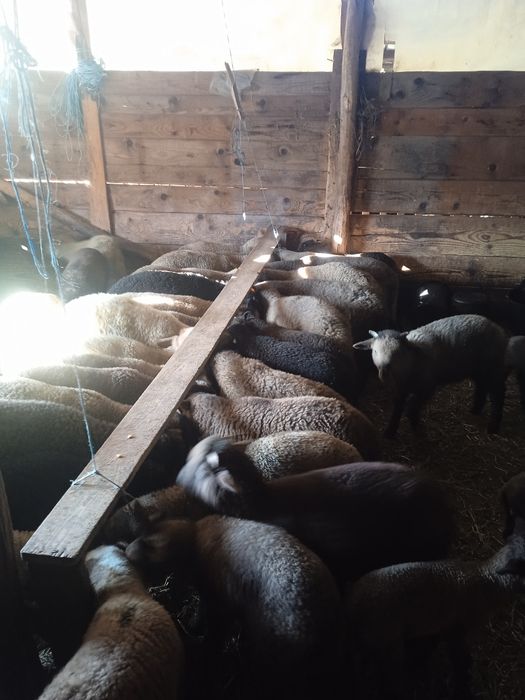 Miei de vânzare  ..