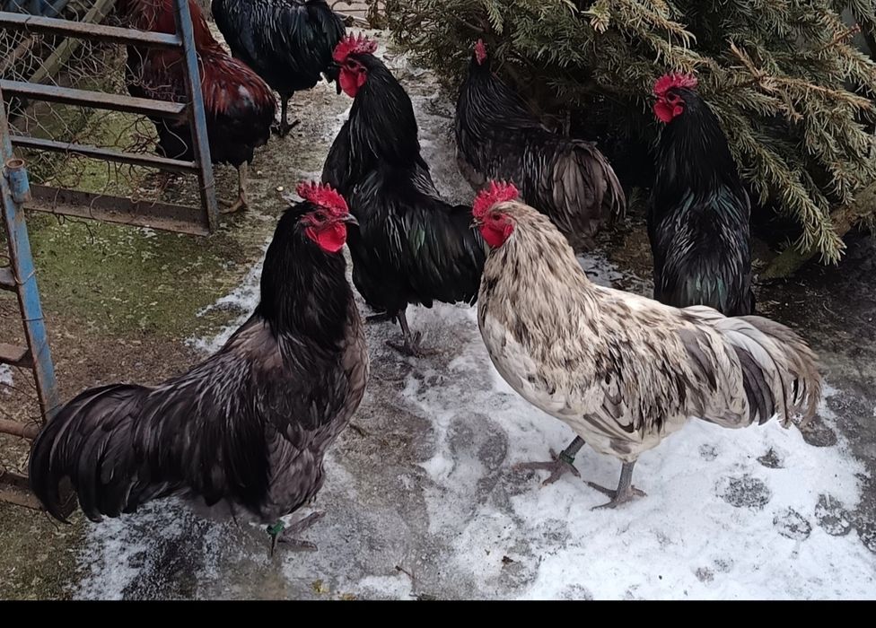 Cocoși 2025 Australop Negru Albastru Splash