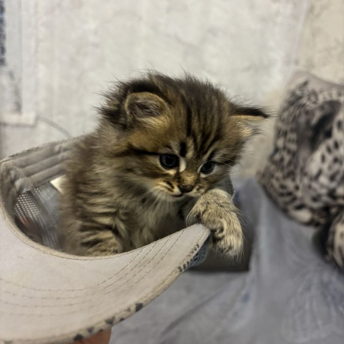 Продам котят породы Скоттиш Фолд