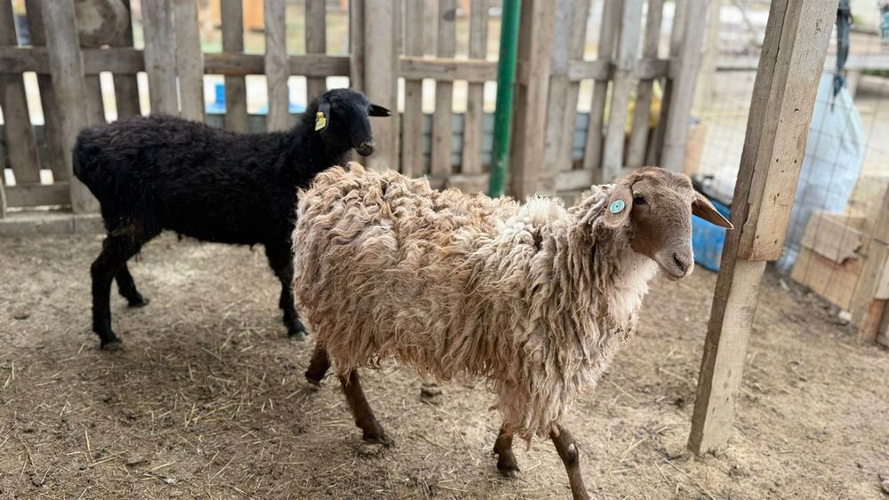 Екі ұрғашы тоқты сатылады  екеуде семіз