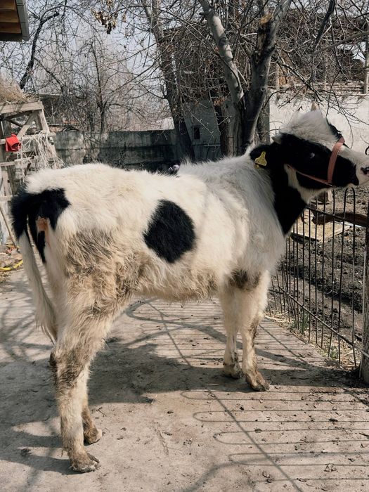 Хўнажин сотилади