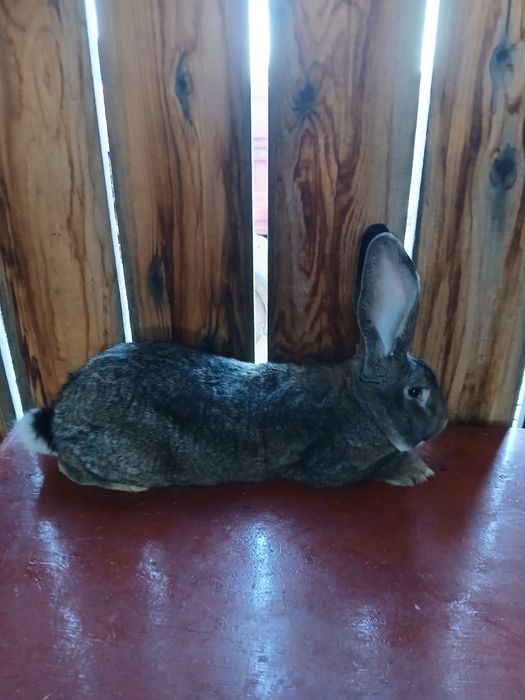 Vand iepuroi urias german