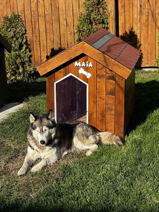 Cusca de caine izolata - calitate garantata