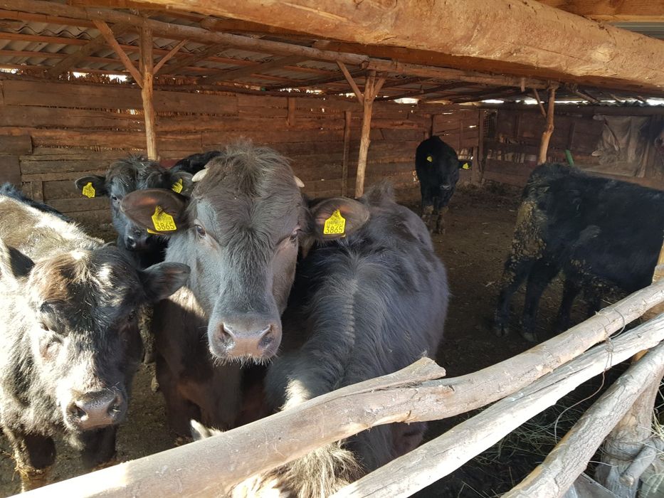 Viței de vânzare 4-5 Viței