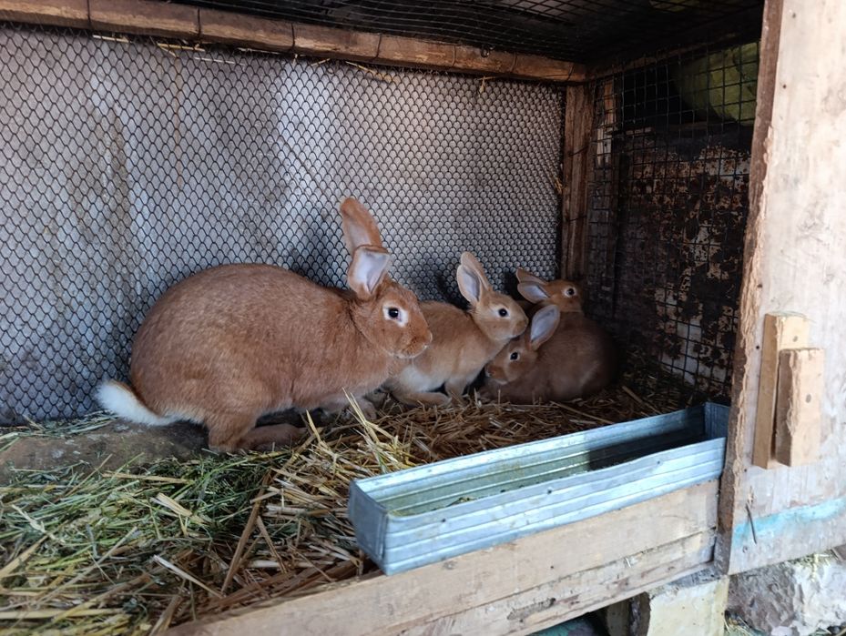 Burgun quyon bolalari sotiladi
