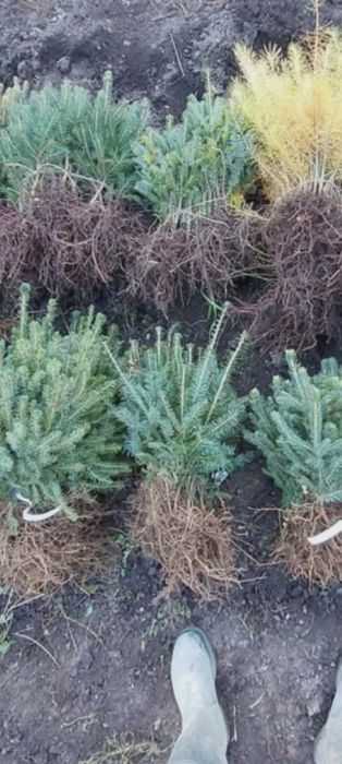 Puteți salcâm molid brad mestecăn