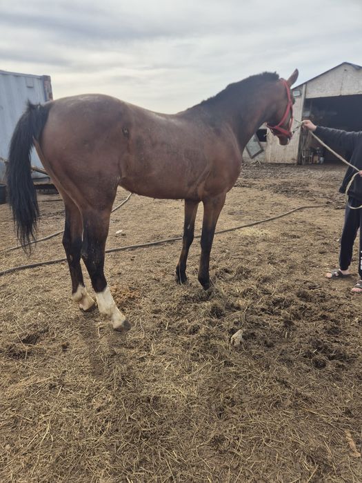 Продаётся жеребец,айгыр сатылады